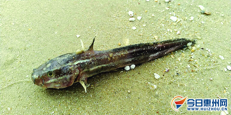 鱼出没户外,鱼出没的细节