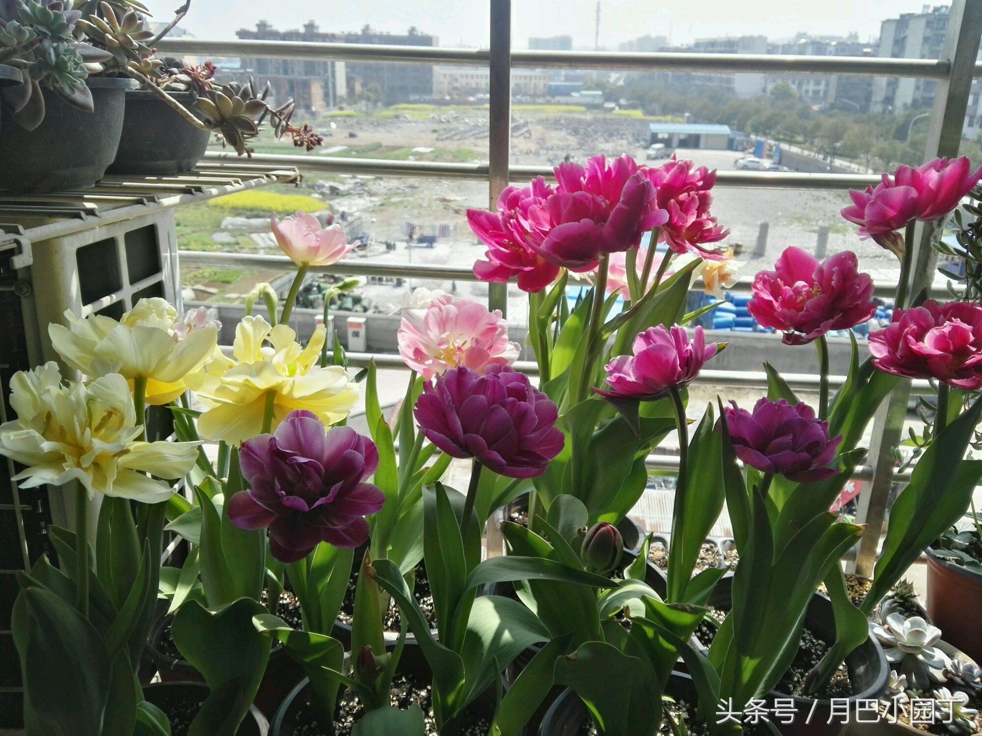 郁金香复花效果,郁金香复花跟原来花一样吗