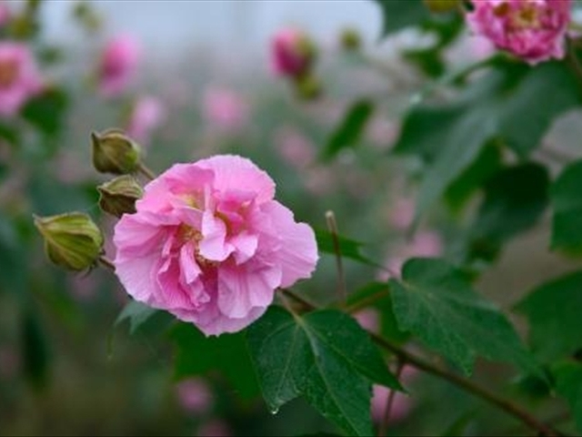 芙蓉花的养殖方法和关注事项,芙蓉花的养殖方法和关注点