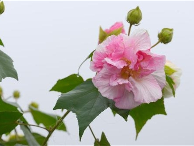 芙蓉花的养殖方法和关注事项,芙蓉花的养殖方法和关注点