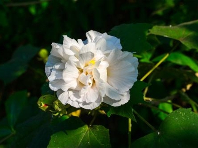芙蓉花的养殖方法和关注事项,芙蓉花的养殖方法和关注点