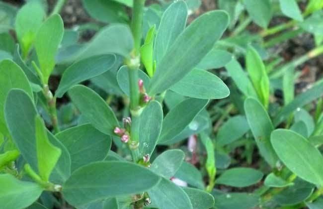 说文解字第222课,说文解字第297课