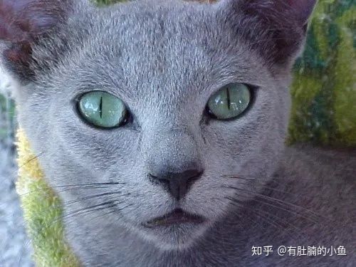 蓝猫的品种科普,俄罗斯蓝猫和其他蓝猫区别