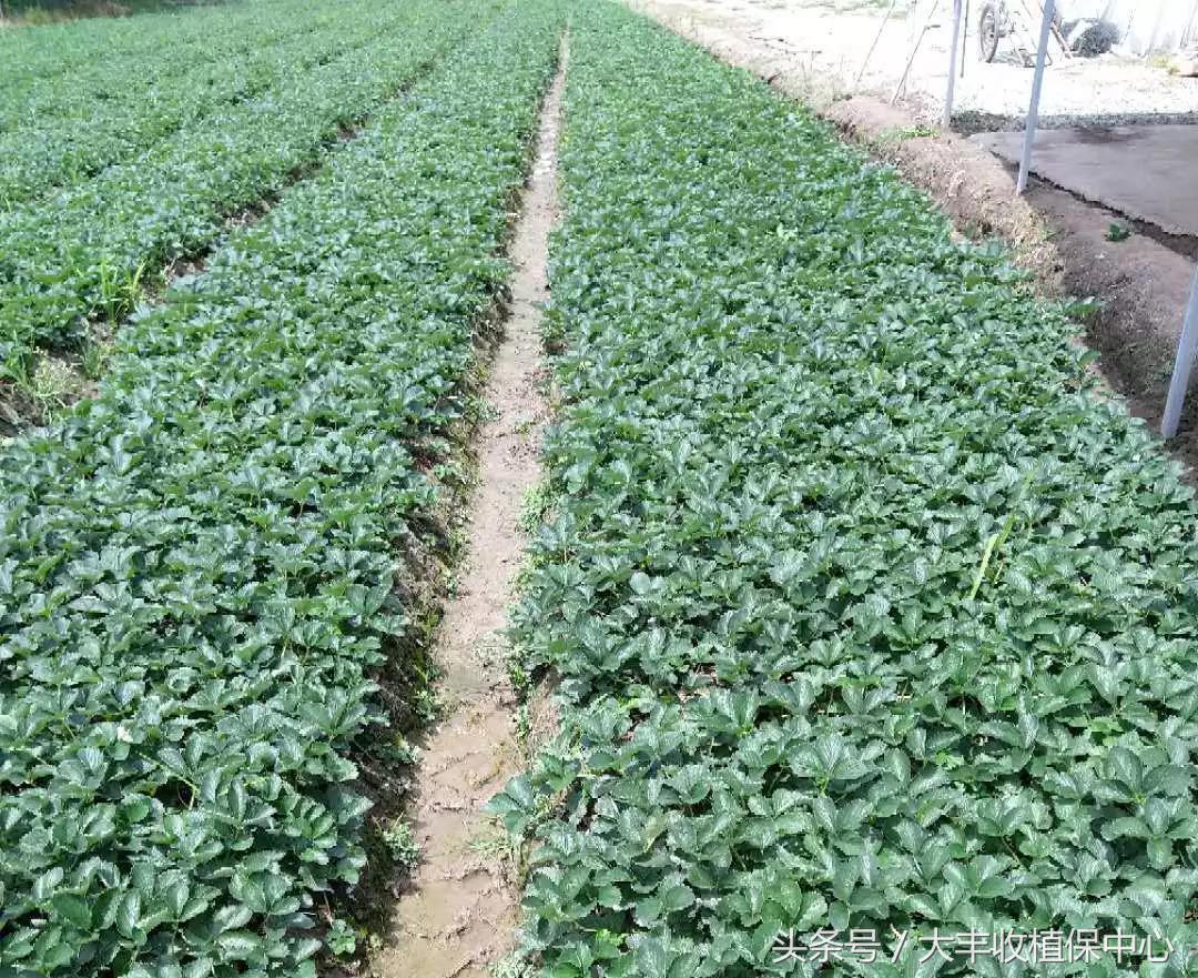种草莓1年苗还是两年苗好,种草莓老苗好还是新苗好