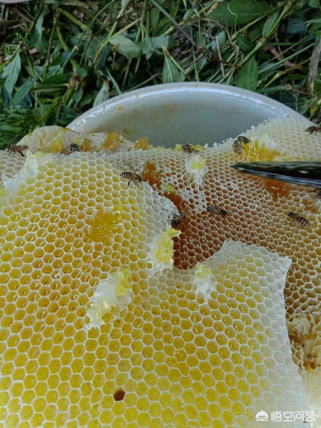 蜂蜜怎么会有泡泡,蜂蜜怎么会起白色泡沫