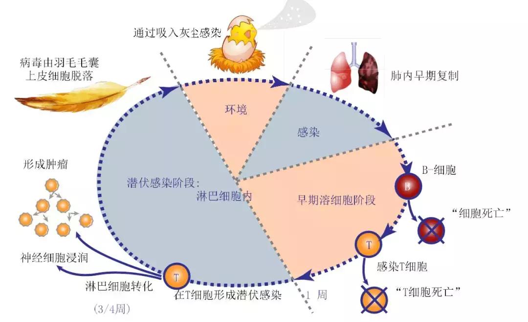 鸡用马立克氏疫苗分几种,鸡马立克氏病二价灭活疫苗