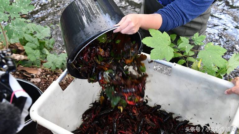 小龙虾苗种繁殖与养殖,小龙虾幼苗如何管理