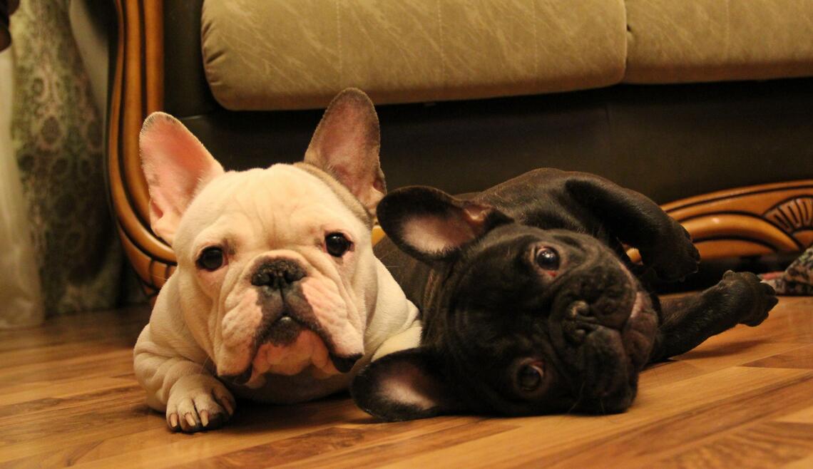 法斗犬体臭能去除吗,法斗犬和巴哥犬哪个体臭