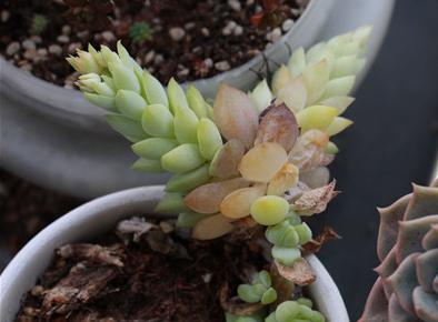 植物晒伤,植物叶子被太阳晒伤怎么办