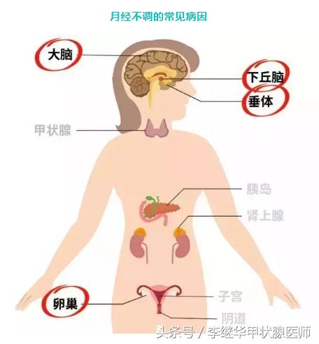 月经不调与甲状腺有关吗,月经不调是甲减造成的吗