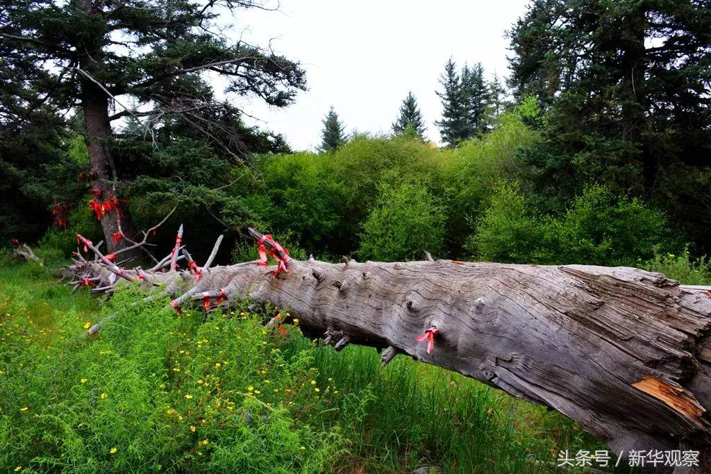 夏天大草原旅行 (夏天旅行大草原)