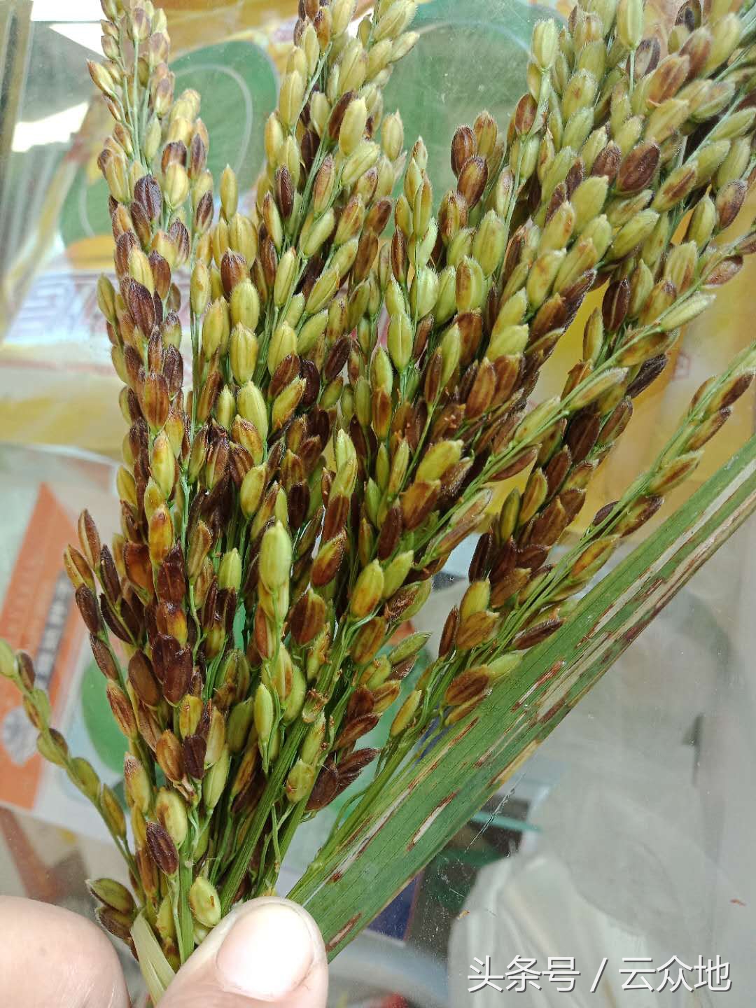 水稻褐变穗会出现空瘪粒吗,水稻抽穗裂壳是怎么回事