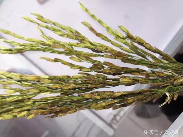 水稻褐变穗会出现空瘪粒吗,水稻抽穗裂壳是怎么回事