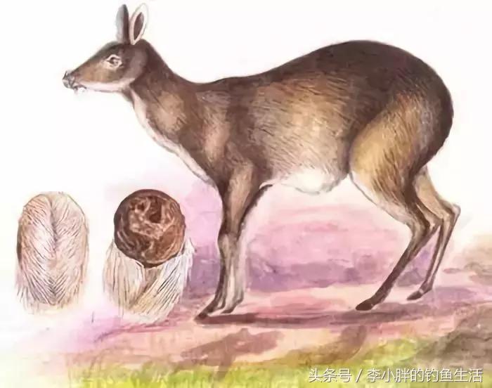 麝香酒真的诱鱼吗,麝香酒对野生鱼有效果吗