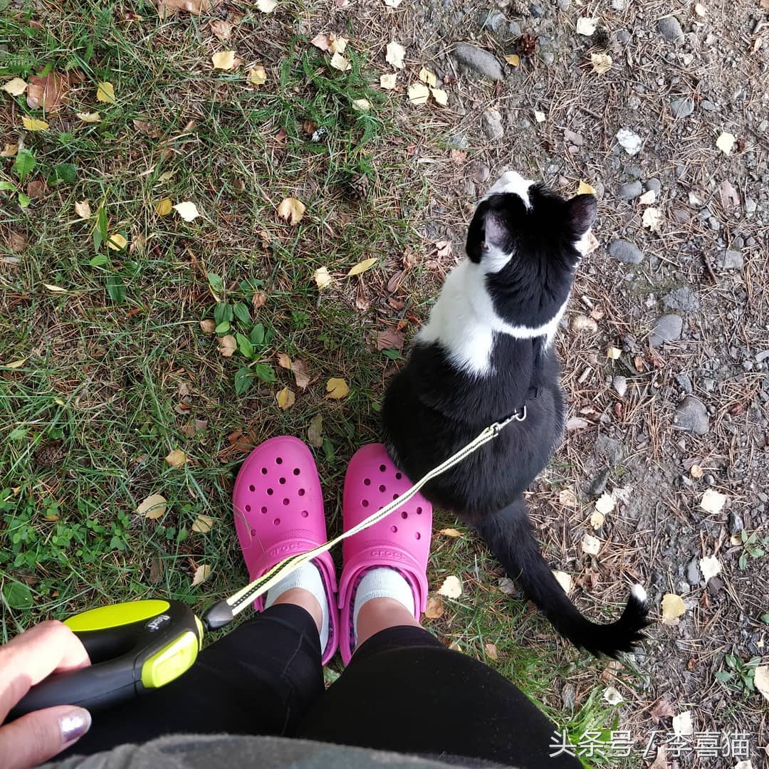 猫咪出门遛需要关注什么,带猫咪出门怎样避免乱跑