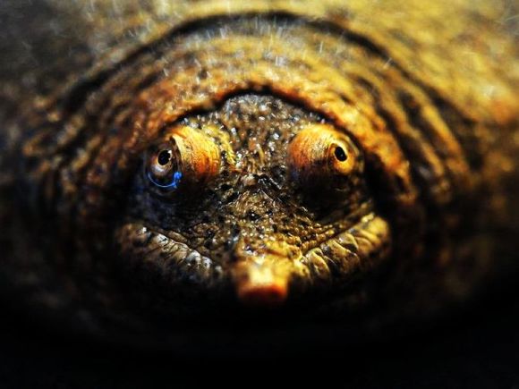 科普龟类知识视频展示,所有龟鳖类动物