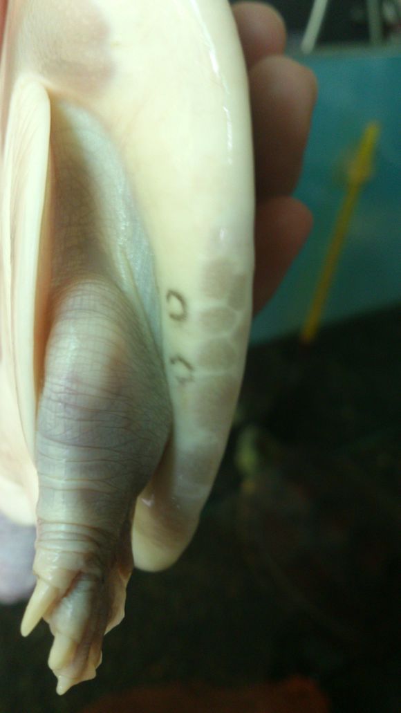 科普龟类知识视频展示,所有龟鳖类动物