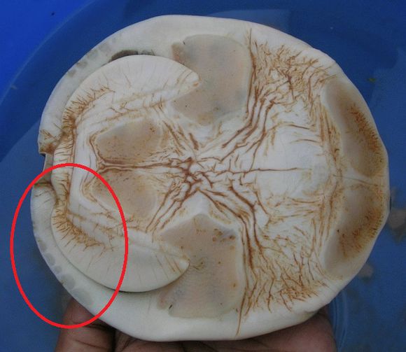 科普龟类知识视频展示,所有龟鳖类动物