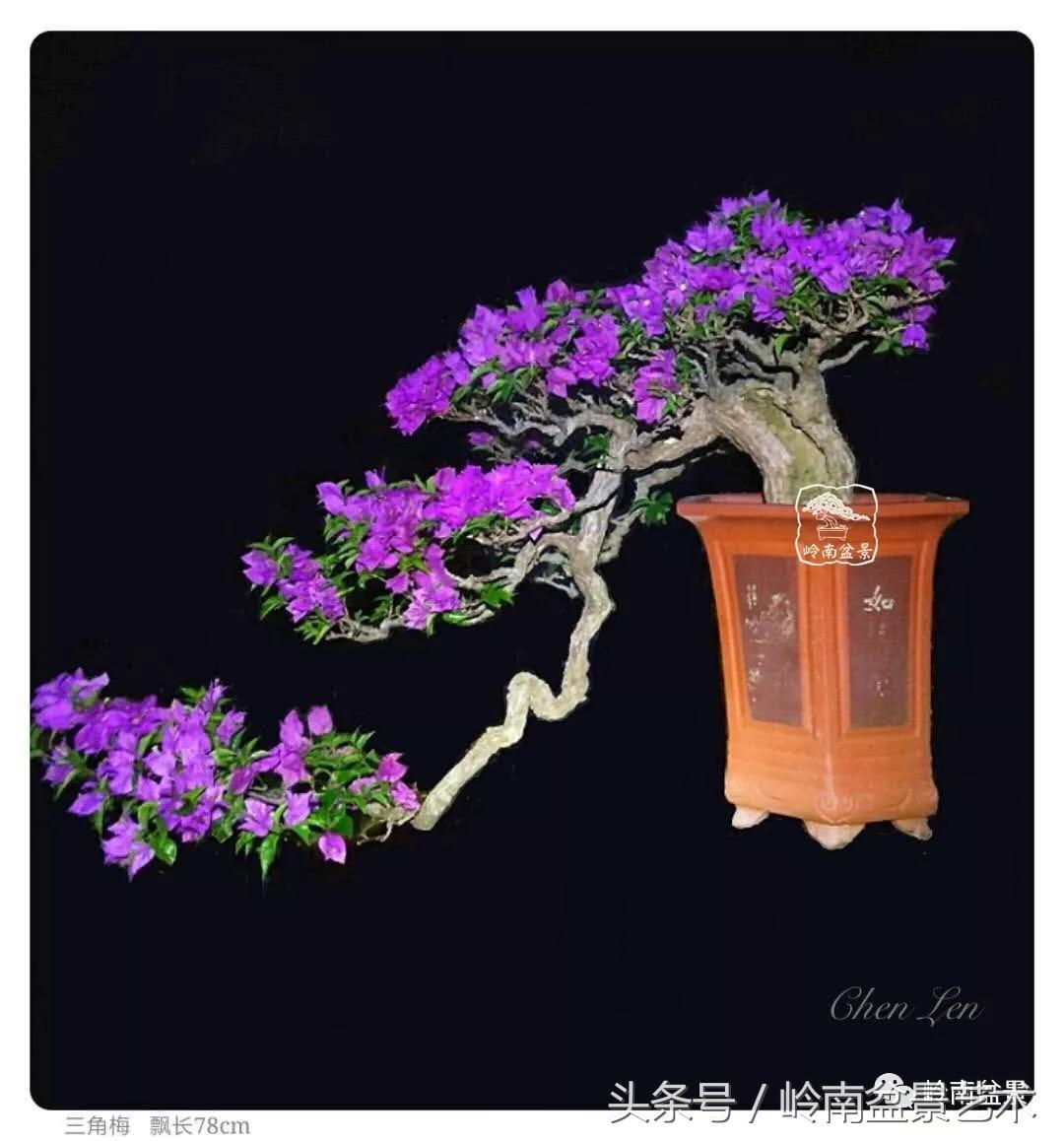 精品掌中宝三角梅盆景,顶级国宝级三角梅盆景