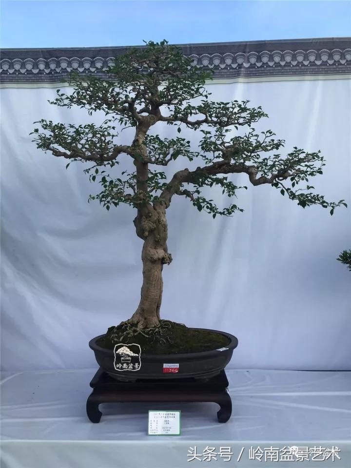 精品掌中宝三角梅盆景,顶级国宝级三角梅盆景