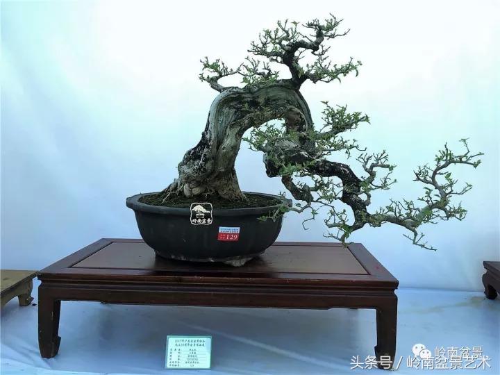 精品掌中宝三角梅盆景,顶级国宝级三角梅盆景