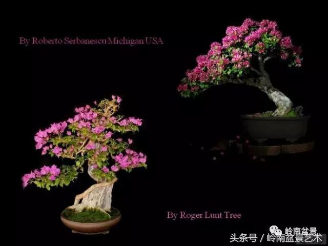 精品掌中宝三角梅盆景,顶级国宝级三角梅盆景