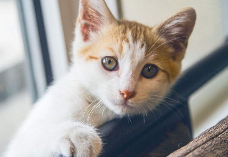 怎么挑选好看的田园猫,怎么挑选中华田园猫