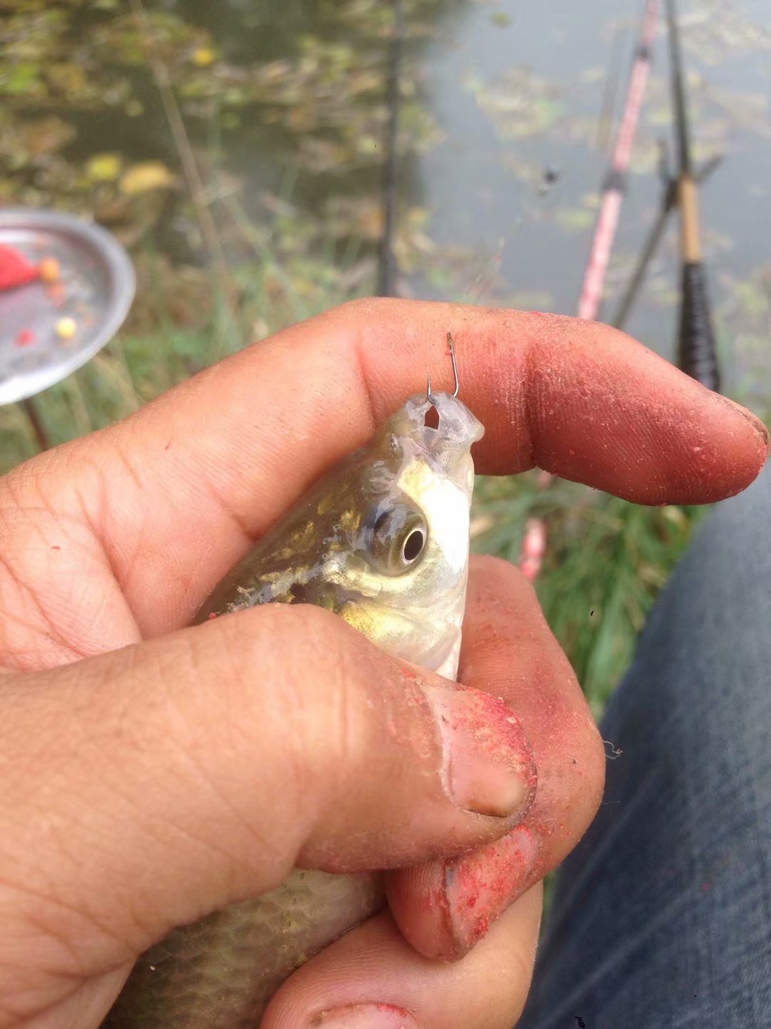 天凉鱼不开口,天凉鱼儿不开口吃饵