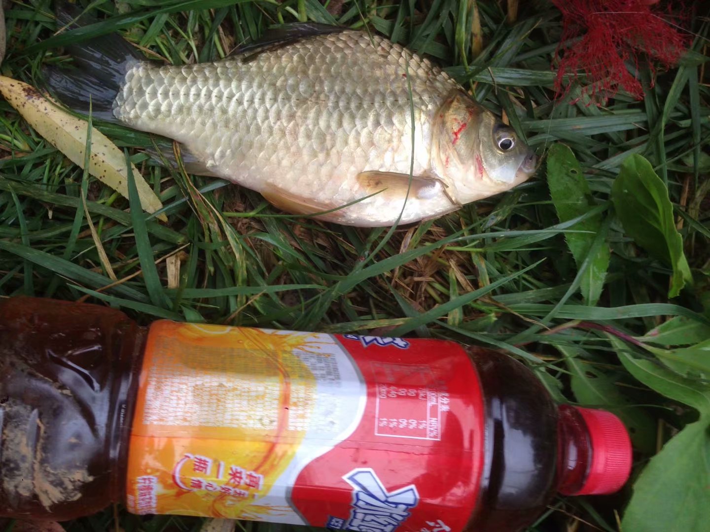 天凉鱼不开口,天凉鱼儿不开口吃饵