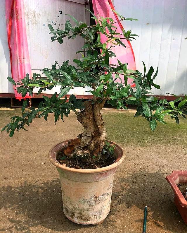 石榴树的栽培方法和关注事项,石榴树养根办法