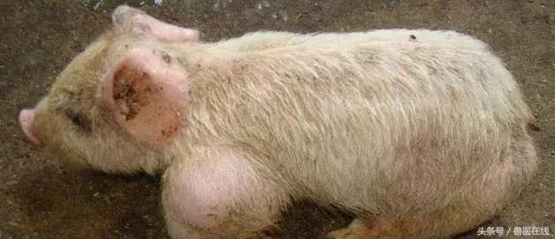 小猪腿肿用什么药？头孢配合它效果翻倍！
