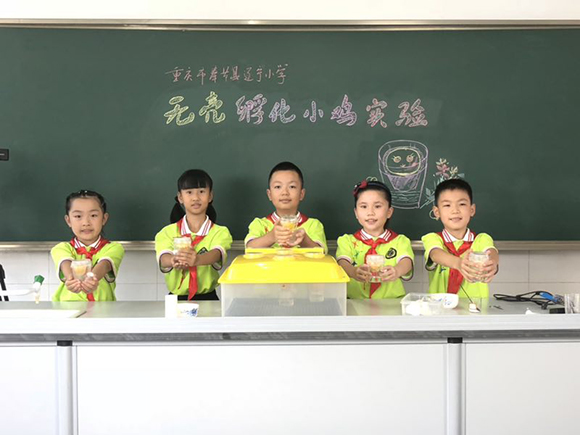 “蚊子来咬我吧，别去碰小鸡！”登上央视的重庆辽宁小学因为一个实验火了