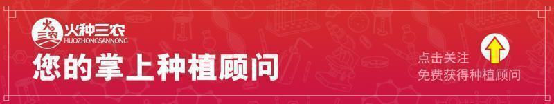 番茄只长叶子不结果怎么办,番茄只长苗不结果怎么办