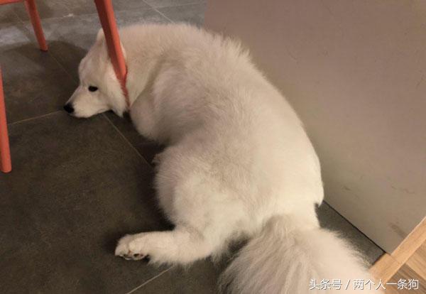 阿拉斯加掉毛严重正常吗,阿拉斯加掉毛是正常的吗