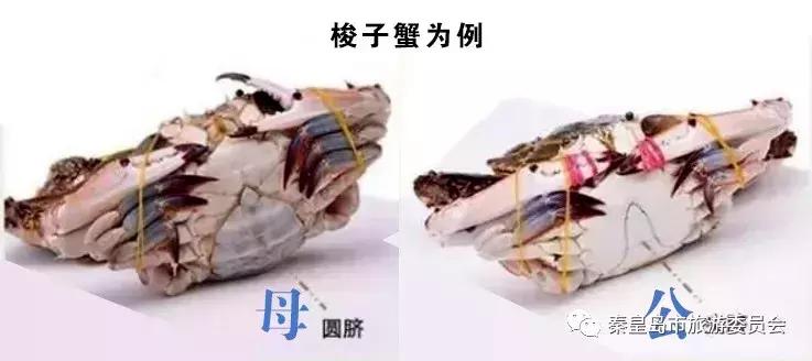 有一种炫富叫开海节,威海有一种炫富叫做开海了