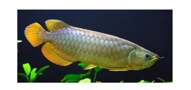 哪种龙鱼最好养又便宜,大型龙鱼视频大全集