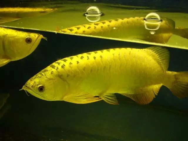 哪种龙鱼最好养又便宜,大型龙鱼视频大全集