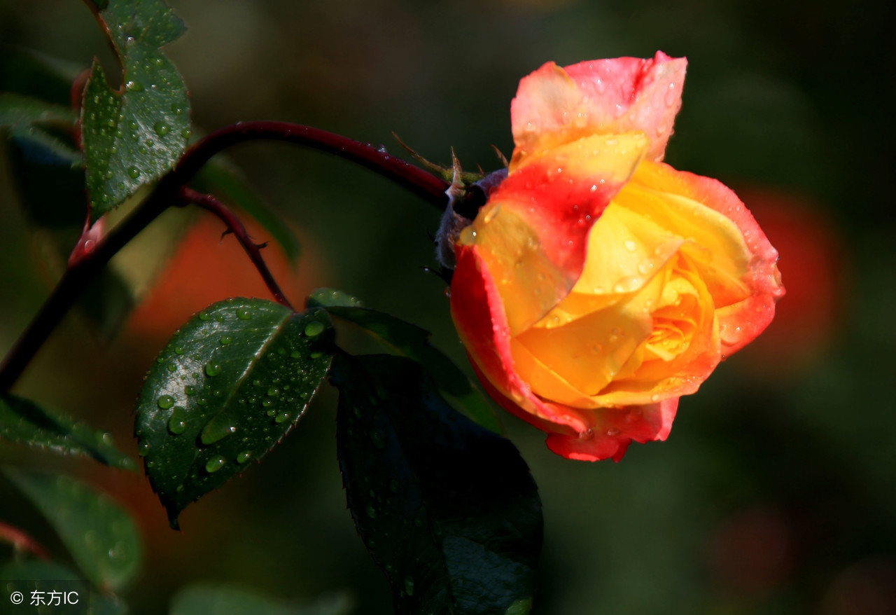 欲望强烈的人：心理学家教你3招，60秒让你学会怎样满足欲望