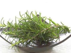 迷迭香海洋之路,迷迭香海洋之露