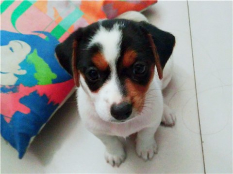 4个月的狗狗喜欢咬手怎么矫正,如何纠正狗狗爱咬人毛病