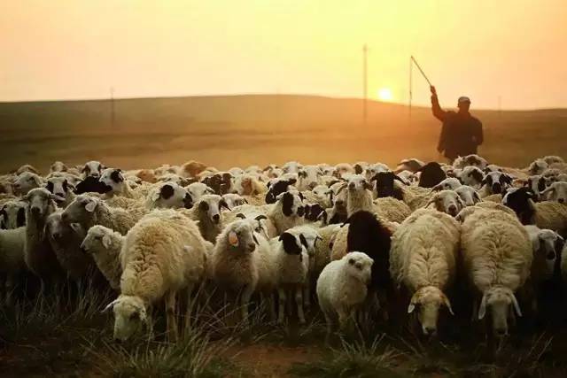 锡林郭勒羊肉多少钱一斤,锡林郭勒羊肉logo