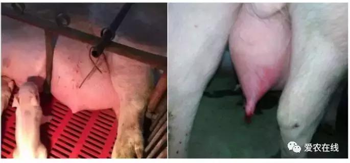 「爱猪百科」猪场效益点：母猪乳房炎防护治疗详解