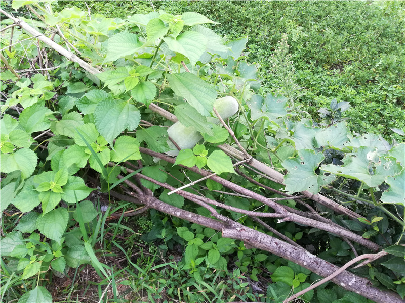 在那遥远的小山村：稻田、竹林、柿树、葫芦架，你想住在这里吗？
