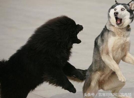 紫珍珠养殖关注事项,藏獒不消化有什么办法