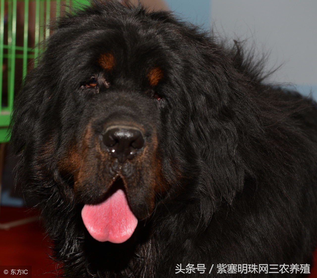 紫珍珠养殖关注事项,藏獒不消化有什么办法