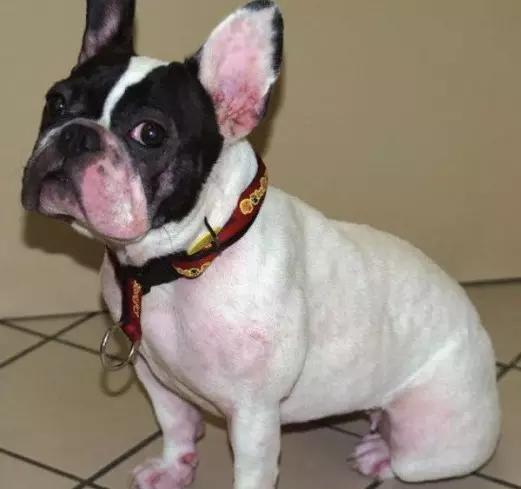 斗牛犬各种疾病的表现,斗牛犬的一些常见病