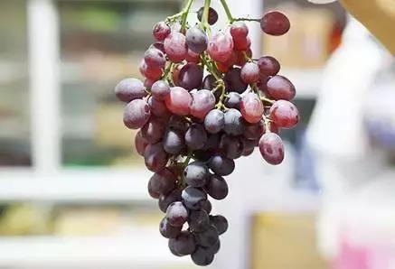 开海了！抖音上的小姐姐，来烟台吧！海鲜管够……