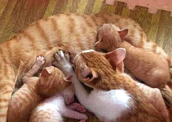 刚到家一个月的小奶猫炸毛,小奶猫吃奶还打架猫妈妈生无可恋