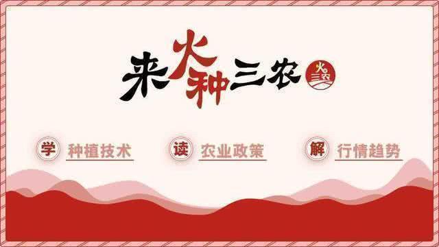果树醋加洗衣粉杀虫,果树杀虫白醋白酒