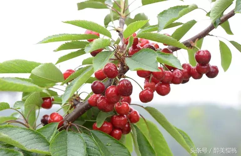 大樱桃常见的三种病虫害主要特征,大樱桃病虫害全年防治方法有哪些